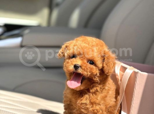 Muhteşem Toy Poodle Yavrular