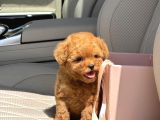 Muhteşem Toy Poodle Yavrular