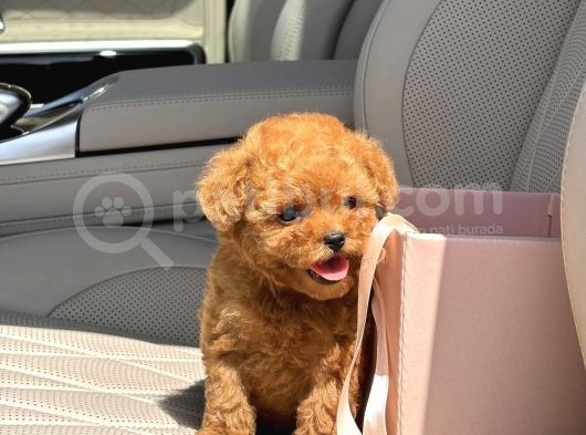 Muhteşem Toy Poodle Yavrular görsel