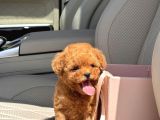 Muhteşem Toy Poodle Yavrular