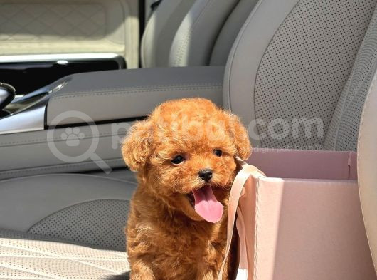 Muhteşem Toy Poodle Yavrular görsel