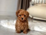 Safkan Toy Poodle Bebekler