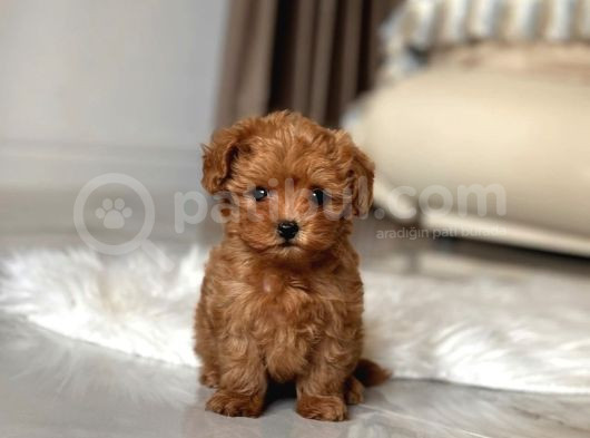 Safkan Toy Poodle Bebekler görsel