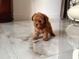 Safkan Toy Poodle Bebekler