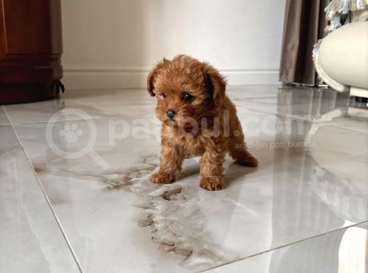 Safkan Toy Poodle Bebekler görsel