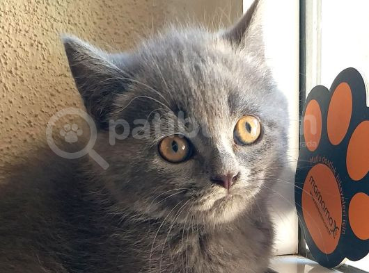 Orji̇nal Bri̇ti̇sh Yavrular görsel