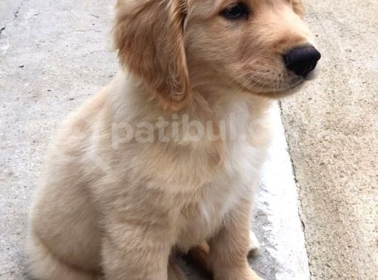Golden Bebek Gibi Yüze Sahip Yavrular