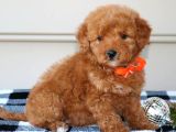 Maltipo cinsi yavrular kahve tonlu mini boy puppy 