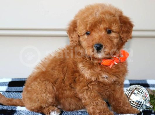 Maltipo Cinsi Yavrular Kahve Tonlu Mini Boy Puppy 