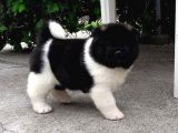 Amerikan Akita Panda Gibi Hastasına Özel