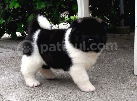 Amerikan Akita Panda Gibi Hastasına Özel görsel