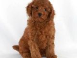 Kıpkırmızı Red tooy poodle sevimli yavrular 
