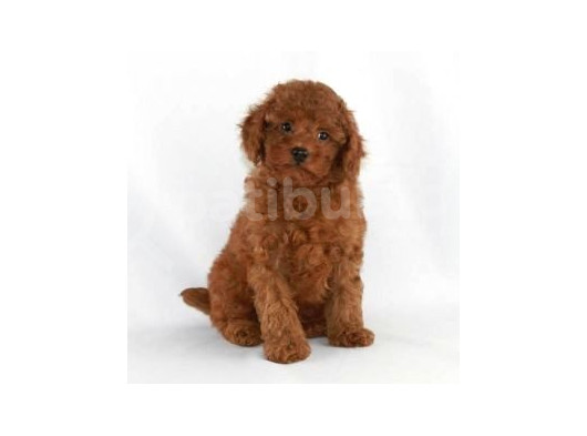 Kıpkırmızı Red Tooy Poodle Sevimli Yavrular 