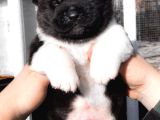 Amerikan Akita Panda Gibi Hastasına Özel