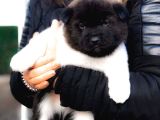 Amerikan Akita Panda Gibi Hastasına Özel