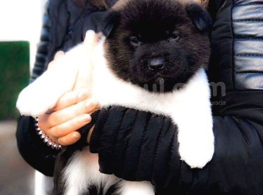 Amerikan Akita Panda Gibi Hastasına Özel görsel