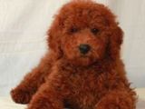 Mini boy puppy kıpkırmızı Red TOOY POODLE 