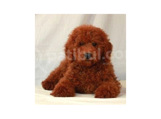 Mini Boy Puppy Kıpkırmızı Red Tooy Poodle 
