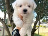 Maltesse Terrier Cinsi Mini Boy Puppy Kar Beyaz 