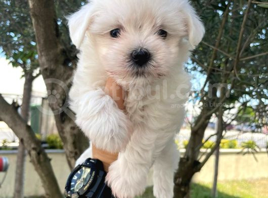 Maltesse Terrier Cinsi Mini Boy Puppy Kar Beyaz  görsel