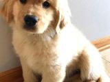 Golden Bebek Gibi Yüze Sahip Yavrular