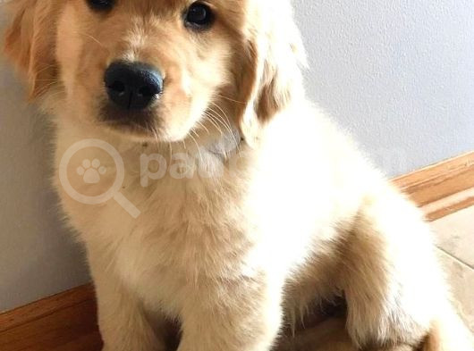 Golden Bebek Gibi Yüze Sahip Yavrular görsel