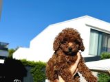 EN GÜZEL TOY POODLE BEBEKLERİMİZ