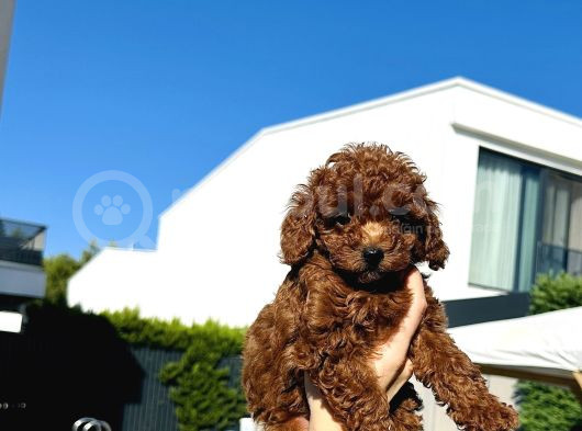 En Güzel Toy Poodle Bebekleri̇mi̇z