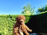 En Güzel Toy Poodle Bebekleri̇mi̇z
