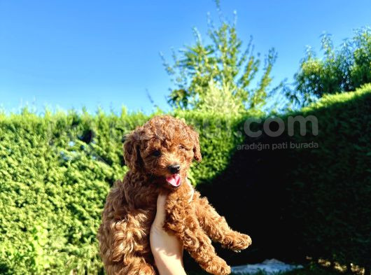 En Güzel Toy Poodle Bebekleri̇mi̇z görsel