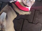 5 Aylık Dişi Pug Ankara