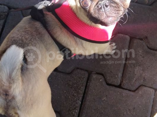 5 Aylık Dişi Pug Ankara görsel