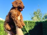 En Güzel Toy Poodle Bebekleri̇mi̇z