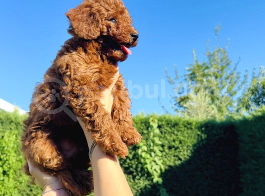 En Güzel Toy Poodle Bebekleri̇mi̇z görsel