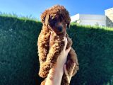 En Güzel Toy Poodle Bebekleri̇mi̇z
