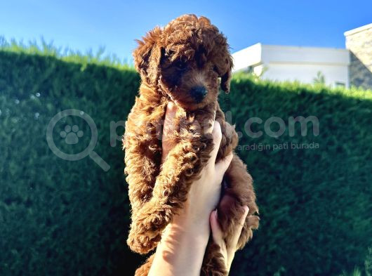 En Güzel Toy Poodle Bebekleri̇mi̇z görsel