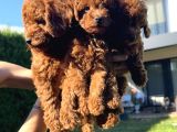 En Güzel Toy Poodle Bebekleri̇mi̇z