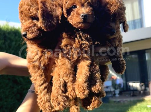 En Güzel Toy Poodle Bebekleri̇mi̇z görsel