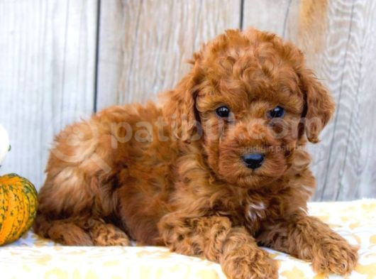 Maltipo Cinsi Yavrular Kahve Tonlu Mini Boy Puppy 