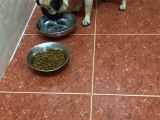 5 Aylık dişi pug ankara