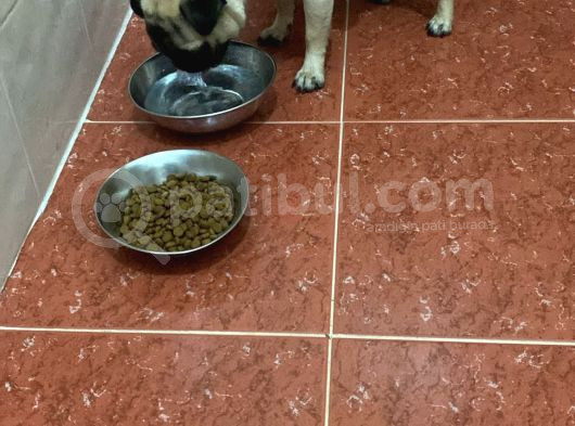5 Aylık Dişi Pug Ankara