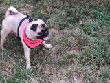 5 Aylık Dişi Pug Ankara
