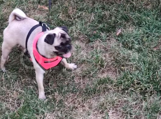 5 Aylık Dişi Pug Ankara görsel