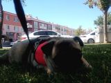 5 Aylık Dişi Pug Ankara