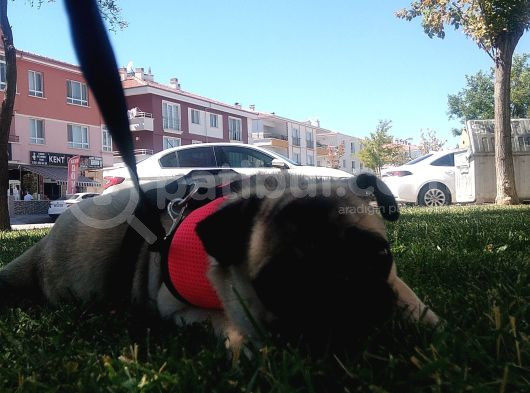 5 Aylık Dişi Pug Ankara görsel