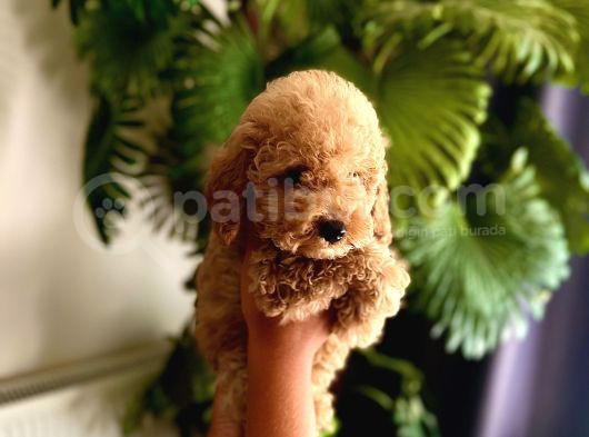 Ev Ortamında Büyüyen Sağlıklı Gerçek Toy Ğoodle görsel