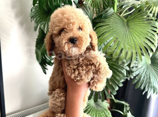 Ev Ortamında Büyüyen Sağlıklı Gerçek Toy Ğoodle görsel