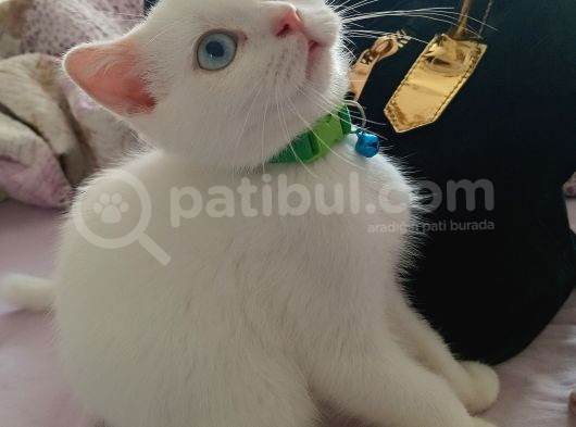 Pamuk Prens Yeni̇ Evi̇ni̇ Bekli̇yor görsel