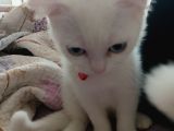 PAMUK PRENS YENİ EVİNİ BEKLİYOR
