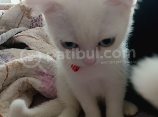 Pamuk Prens Yeni̇ Evi̇ni̇ Bekli̇yor